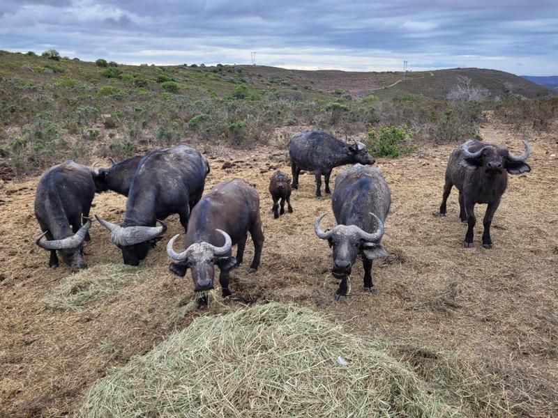 12 Bedroom Property for Sale in Mossel Bay Rural Western Cape